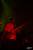 obr.
DSC_3101.JPG