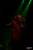 obr.
DSC_3193.JPG
