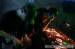 obr.
bb_trippl-krippl13.jpg