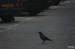 obr.
DSC03059.JPG